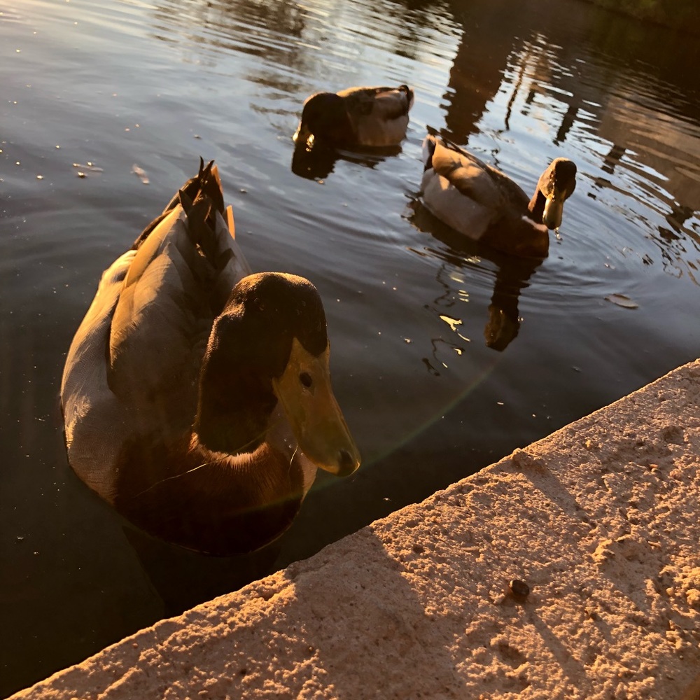 Meet your Posher, Eden